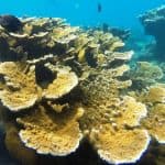 Schnorcheltour und Strandtag in Sosua — Guided tour and outdoor activity