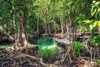 Abenteuer aus Samaná: Los Haitises, Caño Hondo und Yanigua — Guided tour and outdoor activity