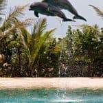 Begegnung mit Delfinen im Ocean World, Puerto Plata — Guided tour and outdoor activity