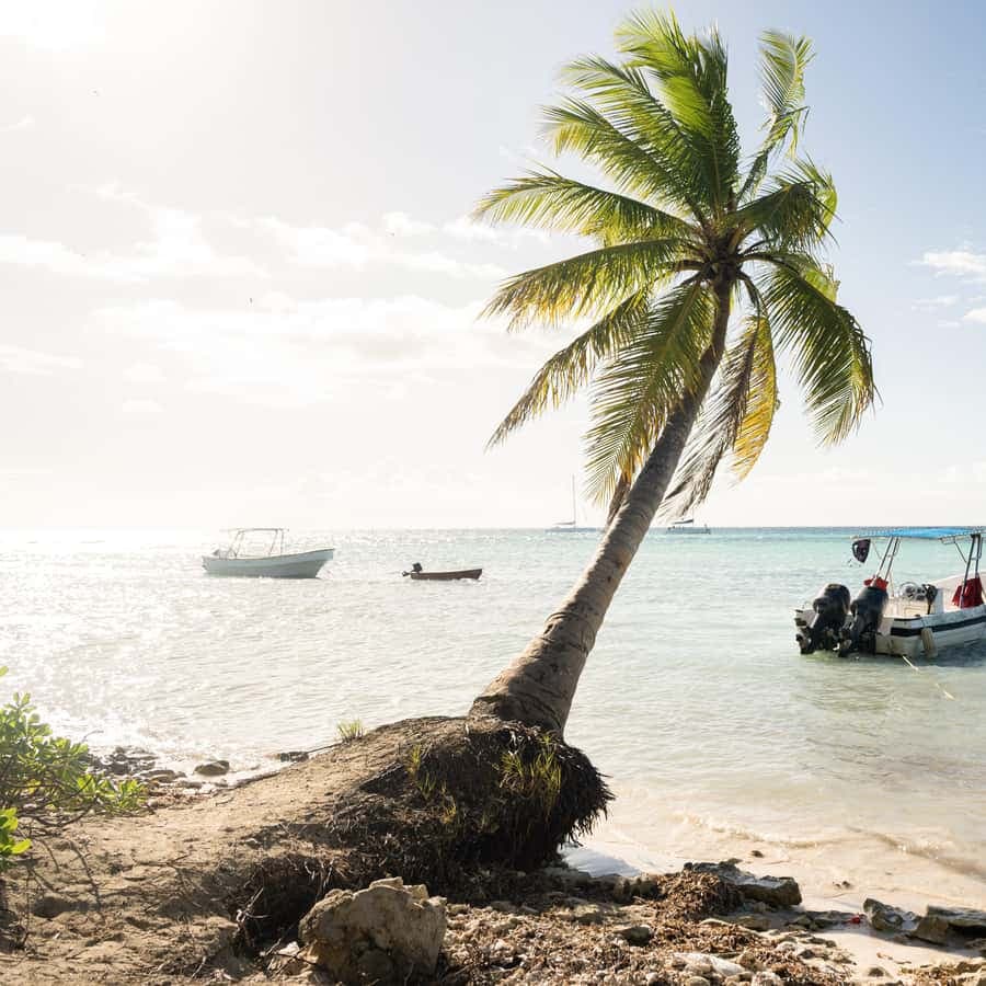 From Punta Cana: Saona Island Tour by Catamaran with Open Bar and Buffet â Guided tour and outdoor activity