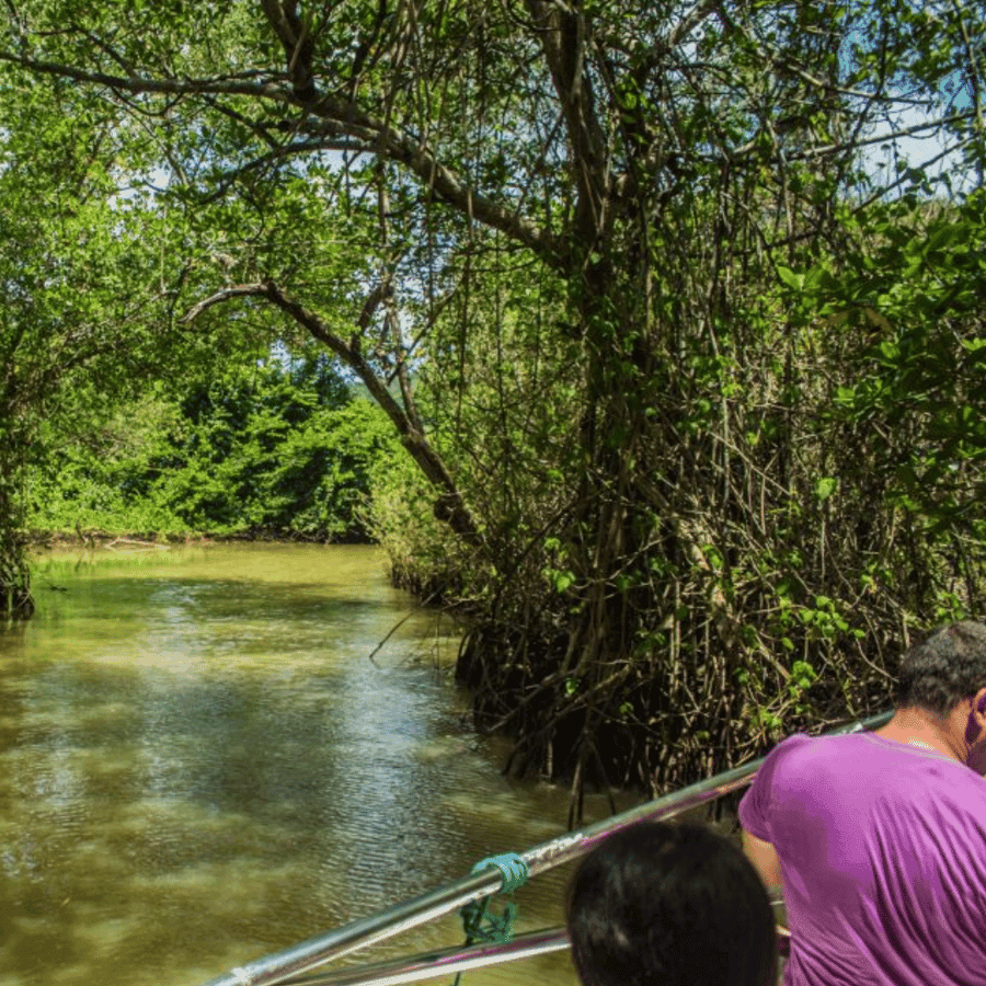 Punta Cana: Tour zu den natürlichen Pools von Los Haitises und Caño Hondo — Guided tour and outdoor activity