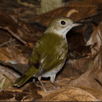 Bayahibe: Bird Watching & Cotubanama National Park — Guided tour and outdoor activity