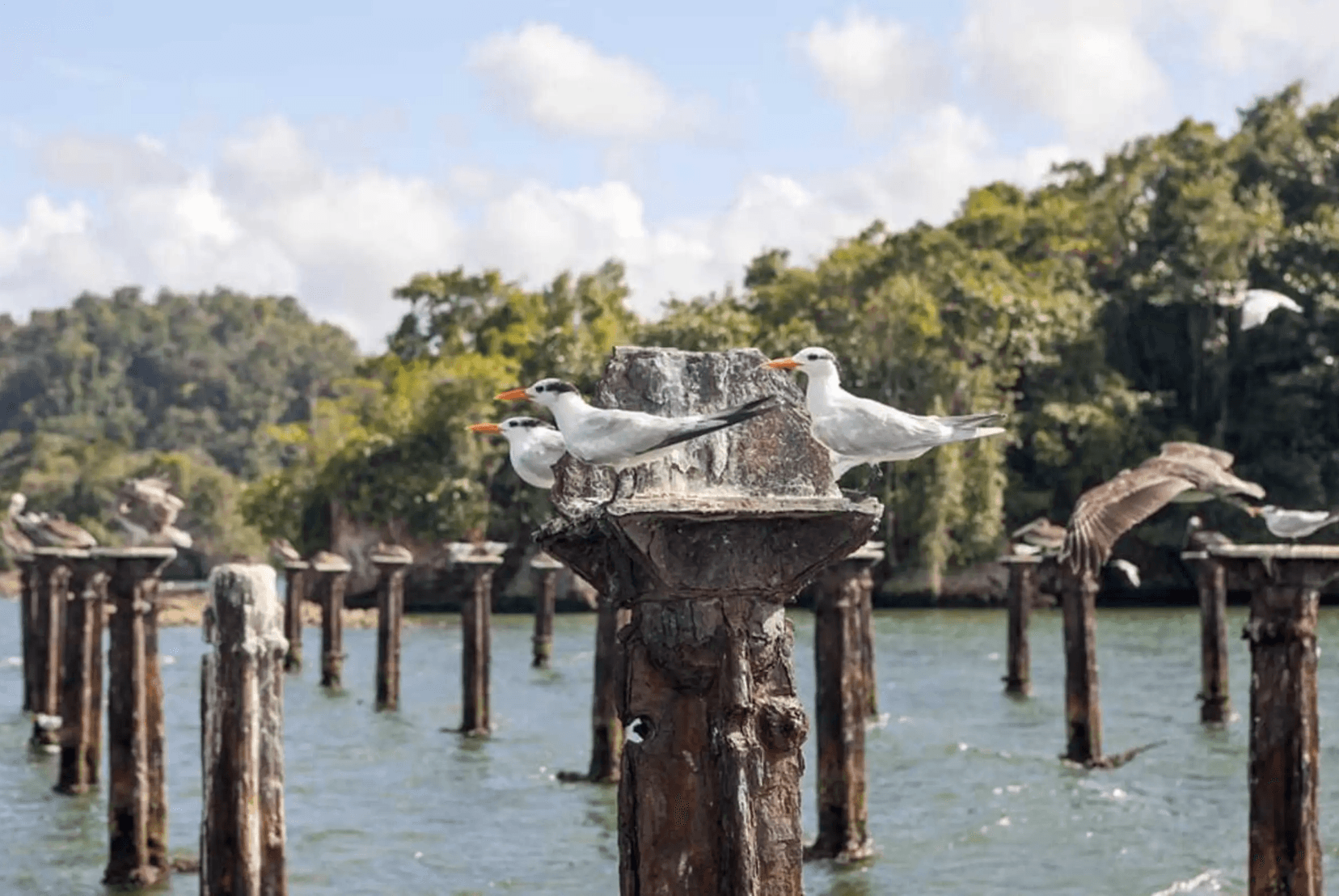 Caño Hondo Waterfalls & Los Haitises National Park Tour