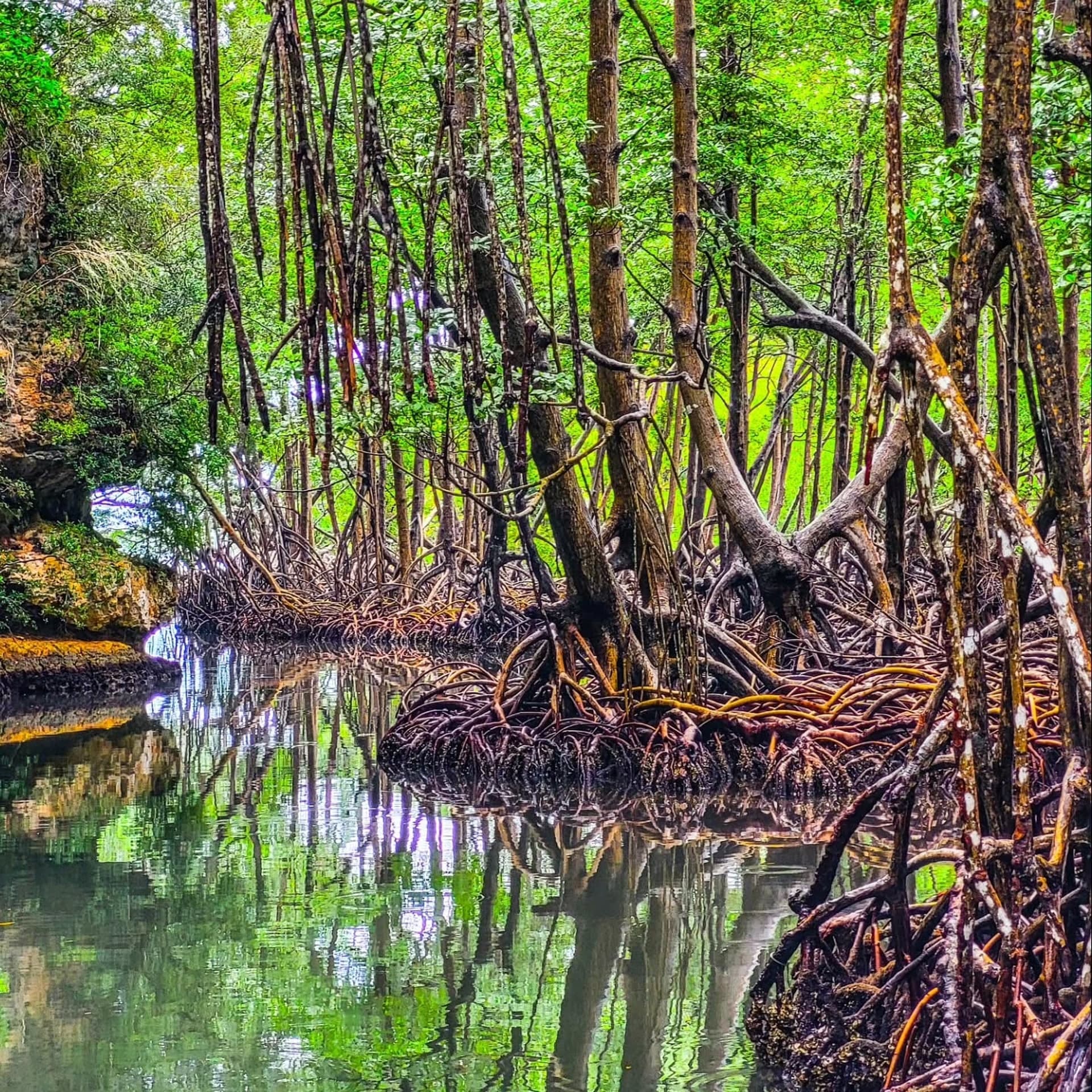 Los Haitises Mangroves: Wildlife, Kayaking & Boat Tours